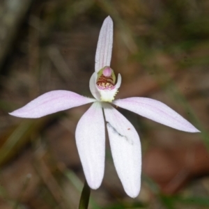 Caladenia fuscata at Comberton, NSW - 20 Sep 2013