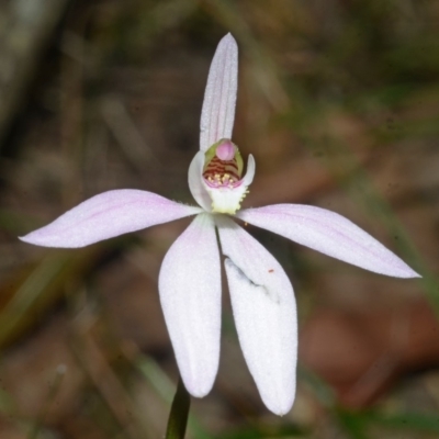 Caladenia fuscata (Dusky Fingers) at Currambene State Forest - 19 Sep 2013 by AlanS