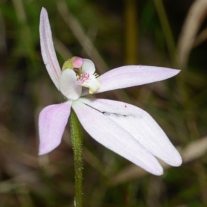 Caladenia fuscata at Comberton, NSW - 20 Sep 2013