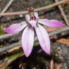 Caladenia fuscata (Dusky Fingers) at Morton National Park - 16 Sep 2016 by AlanS