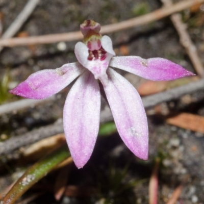 Caladenia fuscata (Dusky Fingers) at Sassafras, NSW - 16 Sep 2016 by AlanS