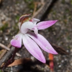 Caladenia fuscata at Sassafras, NSW - suppressed