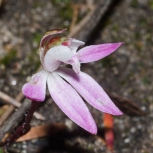 Caladenia fuscata at Sassafras, NSW - suppressed