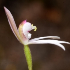 Caladenia fuscata (Dusky Fingers) at Callala Creek Bushcare - 26 Sep 2013 by AlanS