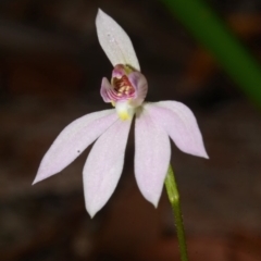 Caladenia fuscata at Myola, NSW - 27 Sep 2013