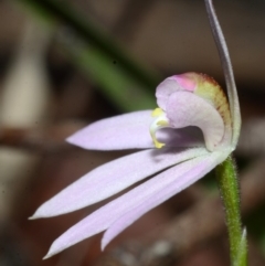 Caladenia fuscata at Myola, NSW - 27 Sep 2013