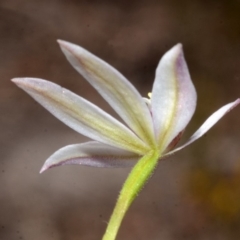 Caladenia fuscata at Myola, NSW - 27 Sep 2013