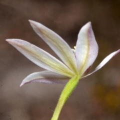 Caladenia fuscata at Myola, NSW - suppressed