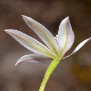 Caladenia fuscata at Myola, NSW - suppressed