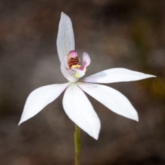 Caladenia fuscata at Myola, NSW - 27 Sep 2013