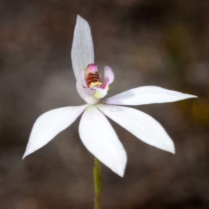 Caladenia fuscata at Myola, NSW - suppressed