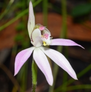 Caladenia fuscata at Sanctuary Point, NSW - suppressed
