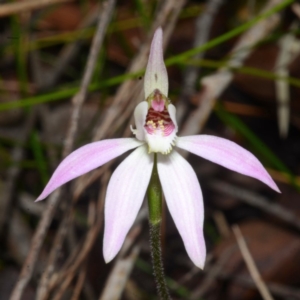 Caladenia fuscata at Sanctuary Point, NSW - suppressed