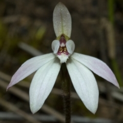 Caladenia fuscata (Dusky Fingers) at Falls Creek, NSW - 2 Sep 2010 by AlanS