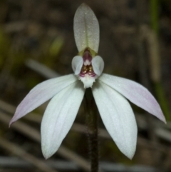 Caladenia fuscata (Dusky Fingers) at Falls Creek, NSW - 3 Sep 2010 by AlanS