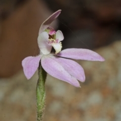 Caladenia carnea (Pink fingers) at Yalwal, NSW - 10 Sep 2013 by AlanS