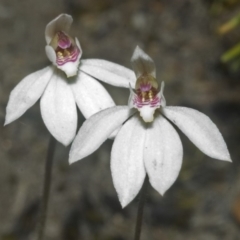 Caladenia fuscata (Dusky Fingers) at Sassafras, NSW - 29 Sep 2006 by AlanS