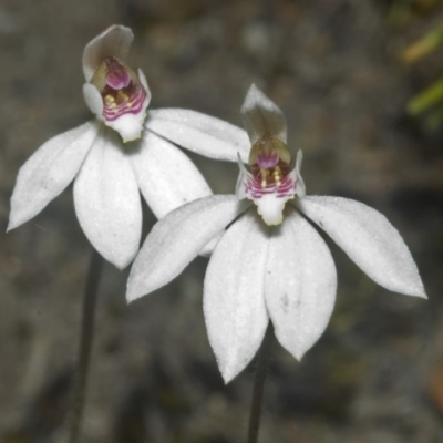 Caladenia fuscata (Dusky Fingers) at Sassafras, NSW - 29 Sep 2006 by AlanS