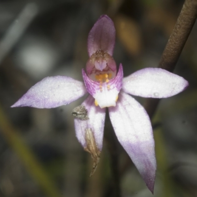 Caladenia fuscata (Dusky Fingers) at Touga, NSW - 29 Sep 2006 by AlanS