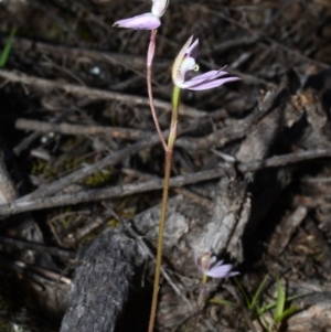 Caladenia fuscata at Illaroo, NSW - 17 Sep 2013