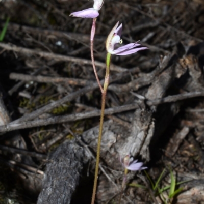 Caladenia fuscata (Dusky Fingers) at Illaroo, NSW - 17 Sep 2013 by AlanS