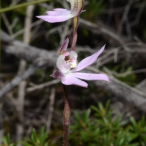 Caladenia fuscata at Illaroo, NSW - suppressed