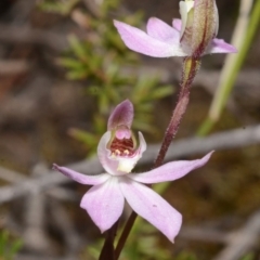 Caladenia fuscata at Illaroo, NSW - suppressed