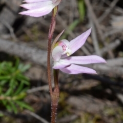 Caladenia fuscata at Illaroo, NSW - suppressed