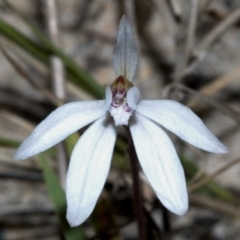 Caladenia fuscata (Dusky Fingers) at Broulee, NSW - 13 Sep 2005 by AlanS