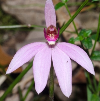Caladenia hillmanii (Purple Heart Orchid) at Yerriyong State Forest - 16 Sep 2016 by AlanS