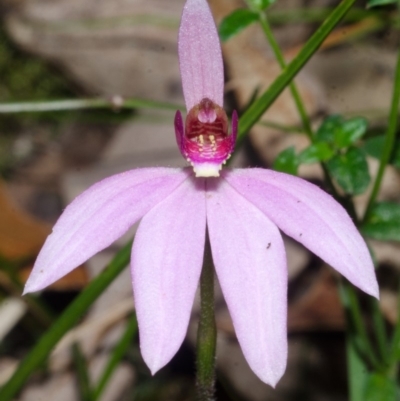 Caladenia hillmanii (Purple Heart Orchid) at Tomerong, NSW - 16 Sep 2016 by AlanS