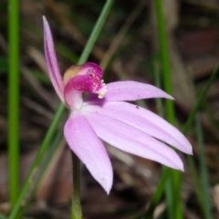 Caladenia hillmanii at Tomerong, NSW - suppressed