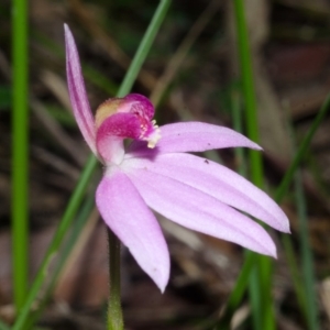 Caladenia hillmanii at Tomerong, NSW - 17 Sep 2016