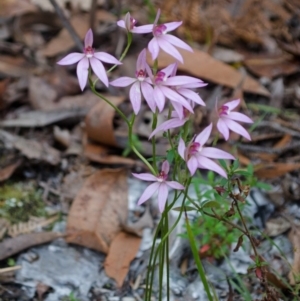 Caladenia hillmanii at Myola, NSW - 19 Sep 2015