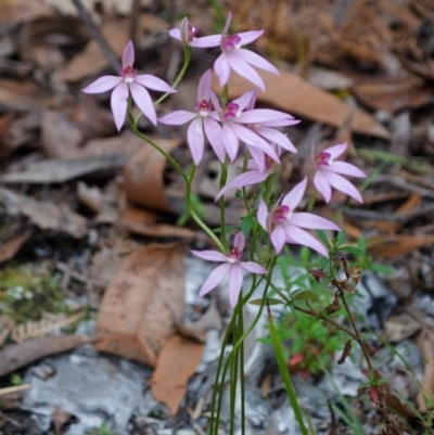 Caladenia hillmanii (Purple Heart Orchid) at Myola, NSW - 18 Sep 2015 by AlanS