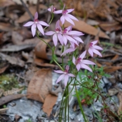 Caladenia hillmanii (Purple Heart Orchid) at Callala Creek Bushcare - 18 Sep 2015 by AlanS