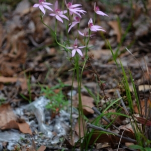 Caladenia hillmanii at Myola, NSW - 19 Sep 2015