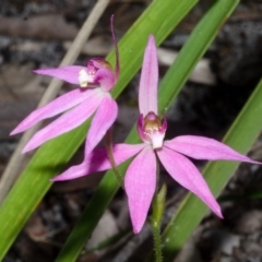 Caladenia hillmanii at Myola, NSW - 19 Sep 2015