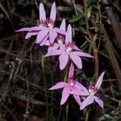 Caladenia hillmanii at Myola, NSW - 19 Sep 2015