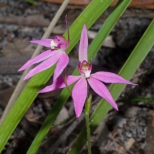 Caladenia hillmanii at Myola, NSW - suppressed