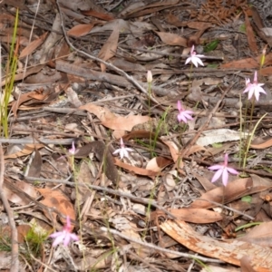 Caladenia hillmanii at Myola, NSW - suppressed