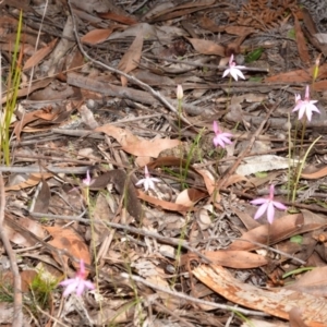 Caladenia hillmanii at Myola, NSW - 27 Sep 2013