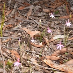 Caladenia hillmanii (Purple Heart Orchid) at Callala Creek Bushcare - 26 Sep 2013 by AlanS