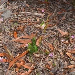 Caladenia hillmanii at Myola, NSW - suppressed