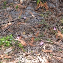 Caladenia hillmanii at Myola, NSW - suppressed