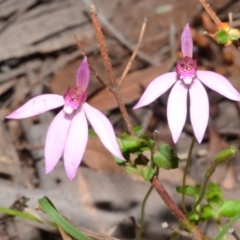 Caladenia hillmanii at Myola, NSW - suppressed