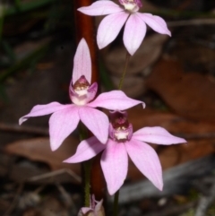 Caladenia hillmanii at Myola, NSW - suppressed