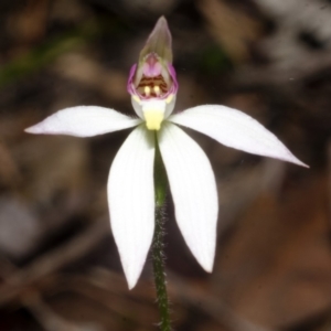 Caladenia hillmanii at Myola, NSW - suppressed