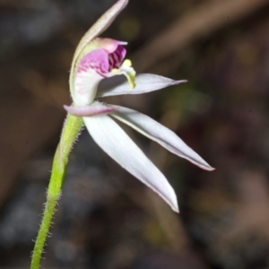 Caladenia hillmanii at Myola, NSW - suppressed