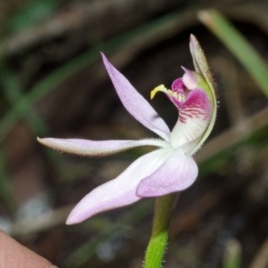 Caladenia hillmanii at Myola, NSW - suppressed